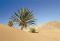 El desierto de Wadi Araba - TELVA