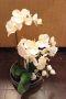 Orquídea blanca - TELVA