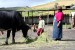 Marita y su nieta alimentan a su ganado en Ecuador