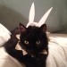Gary Baseman: disfraz a su gato de conejo
