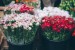 Mercado de las flores de Zona Jorge Juan