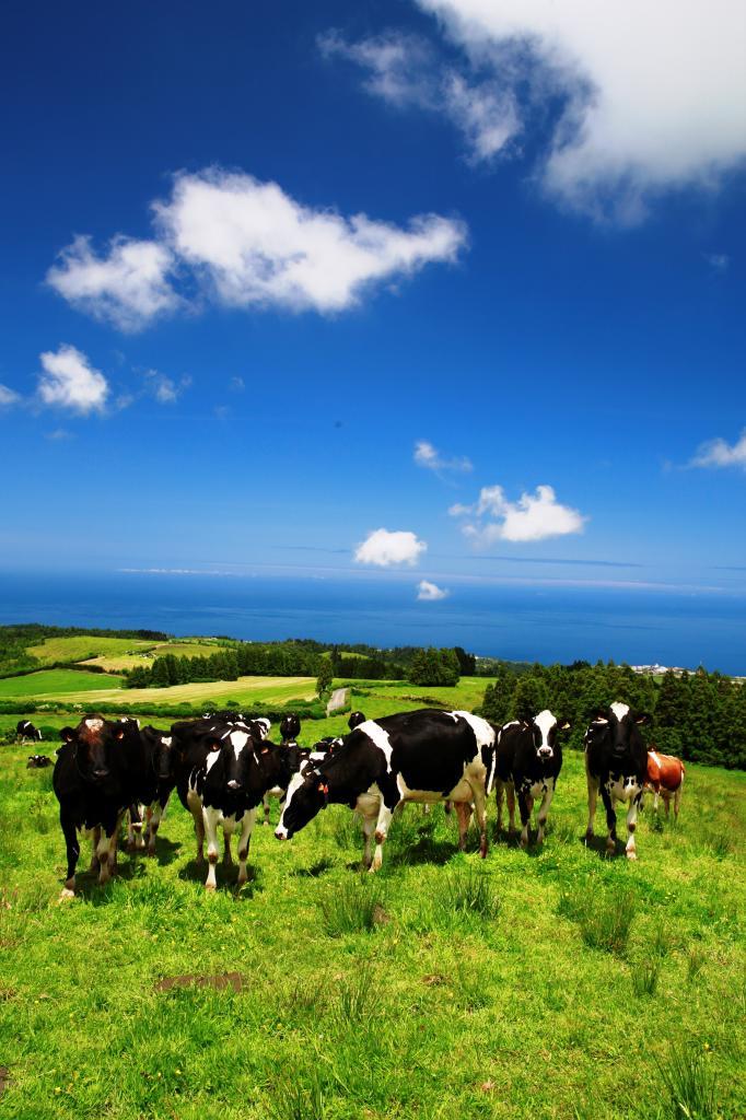 Vacas pastando en libertad en la isla de Sao Miguel, en Azores.