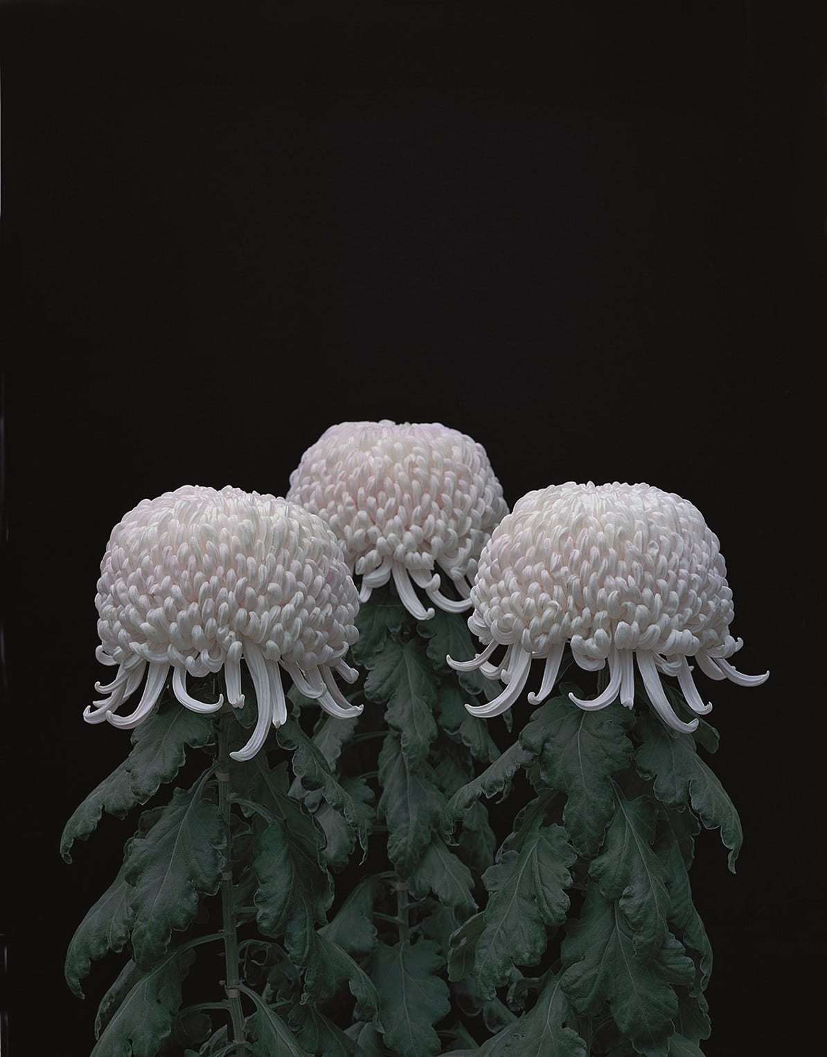 Crisantemos. Tomoko Yoneda,  2011