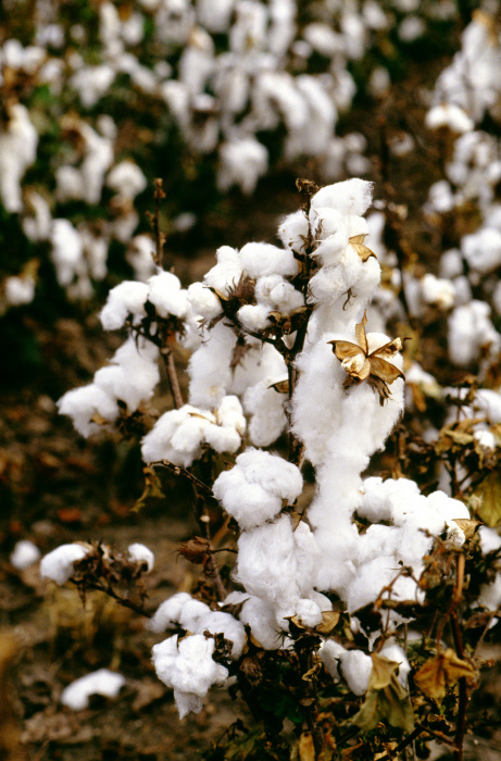 El algodón orgánico tiene una huella ambiental mucho menor. La producción de algodón orgánico requiere un 71 % menos de agua y un 62 % menos de energía que la producción de algodón OGM.