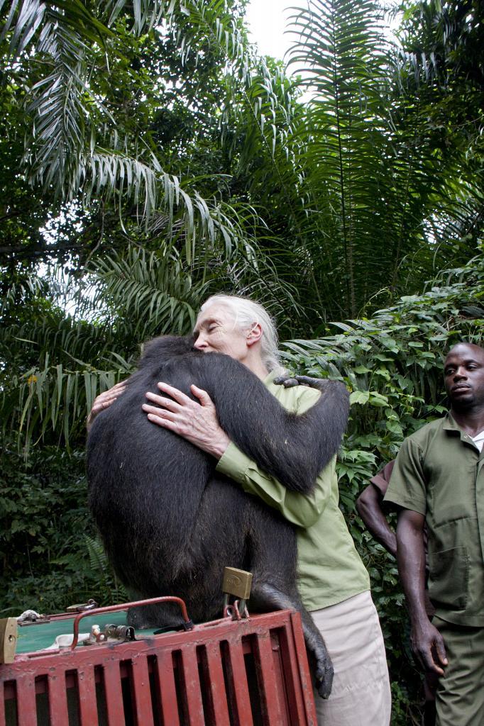 Despidiéndose de un chimpancé que vuelve a la selva.