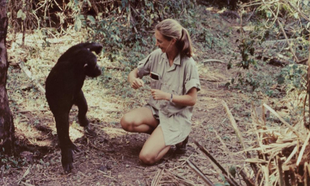 Jane Goodall, 1965.  Gombe Stream National Park, Tanzania.