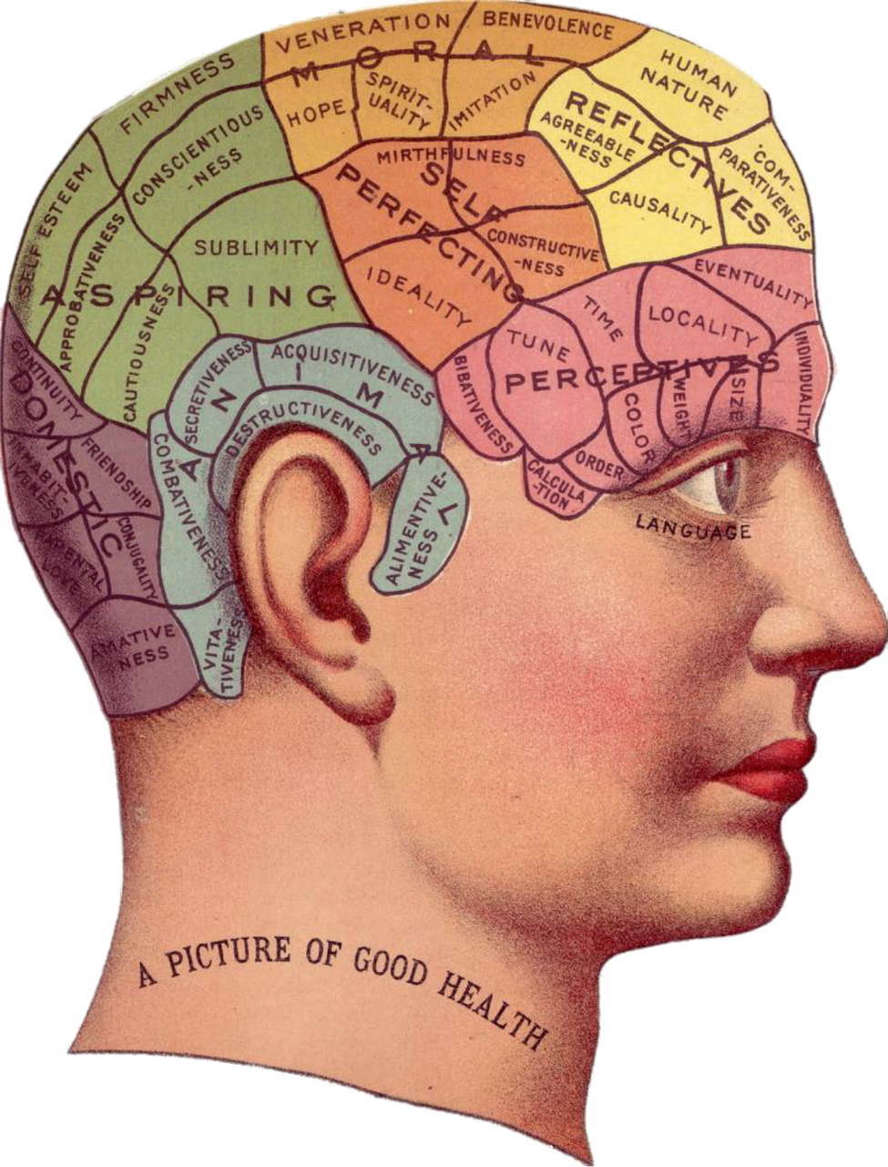 Dibujo vintage del cerebro humano.