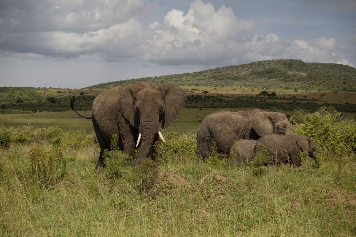 Una manada de elefantes en el Masái Mara.