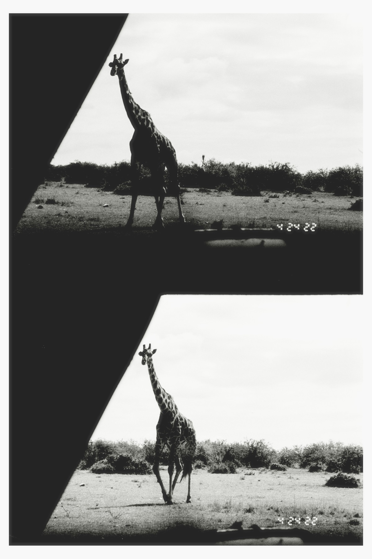 Encontramos jirafas en nuestro primer safari.