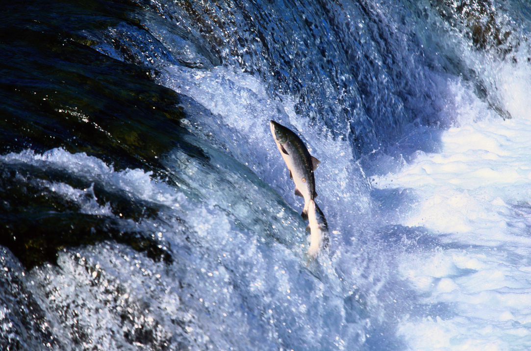 La valentía de nadar contra la corriente como los salmones nos hace más felices.