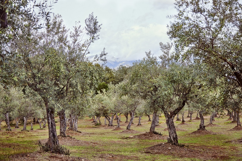El asombroso jardín de olivos en casa del paisajista Eduardo Mencos