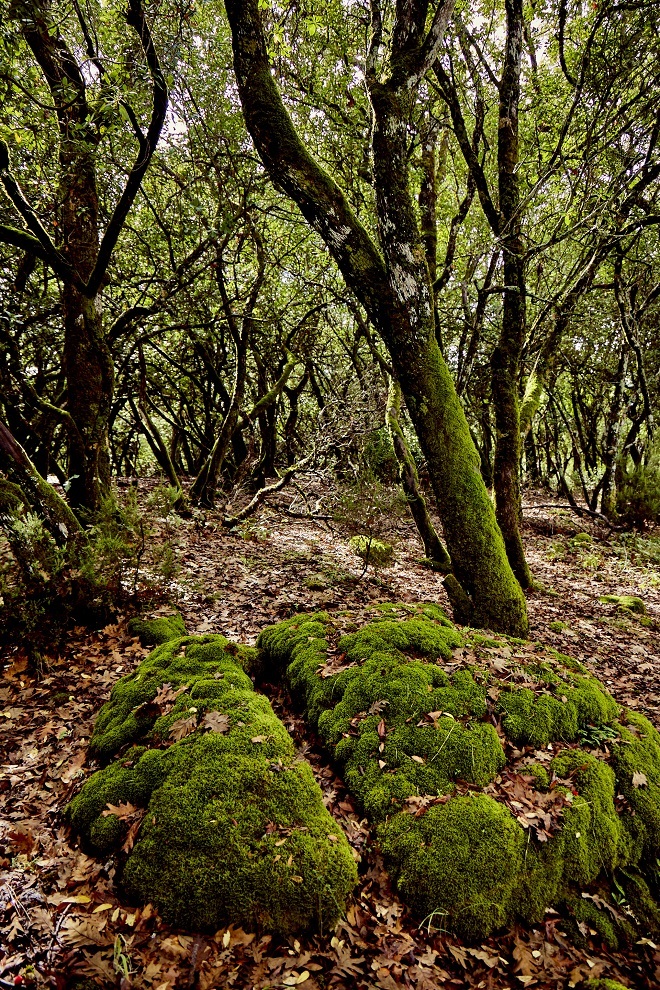 Un asombroso bosque de madroños en el campo de Eduardo Mencos.