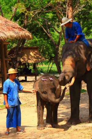 Los elefantes son el smbolo de Tailandia. 