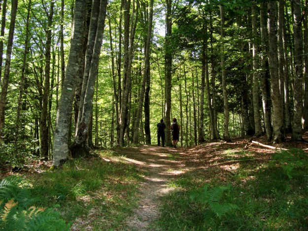 Bosques de hayas cerca de Roncesvalles.